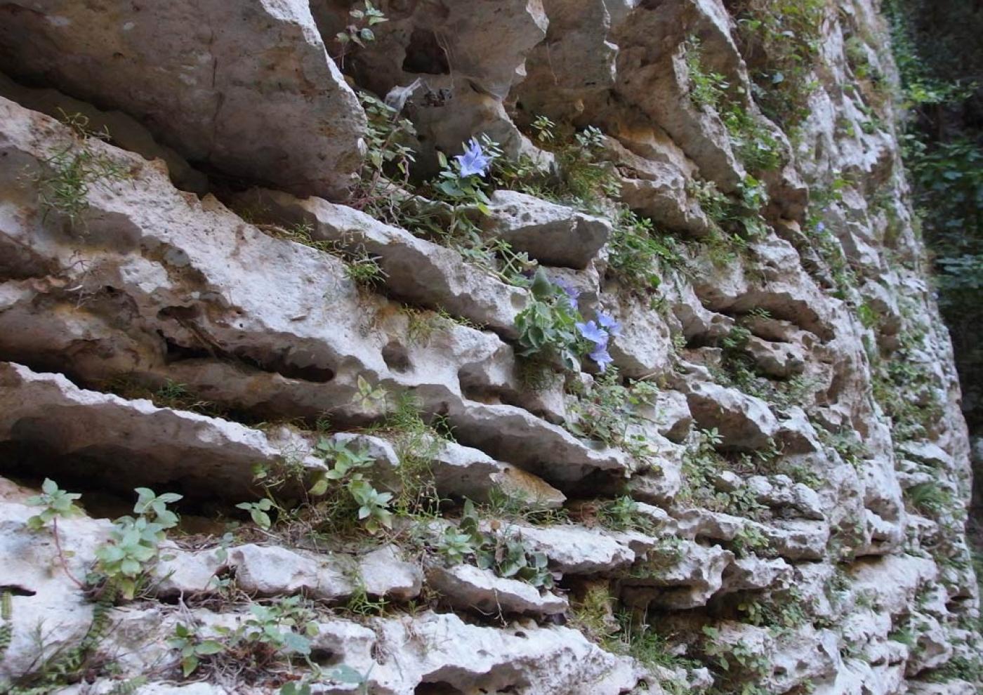 Roccia calcarea (Ph: Provincia di Savona)