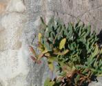 Finocchio marino (Crithmum maritimum) (Ph: Provincia di Savona)