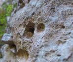 Roccia calcarea (Ph: Provincia di Savona)